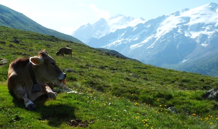 Auf der Melager Alm - die Weißkugel taucht auf