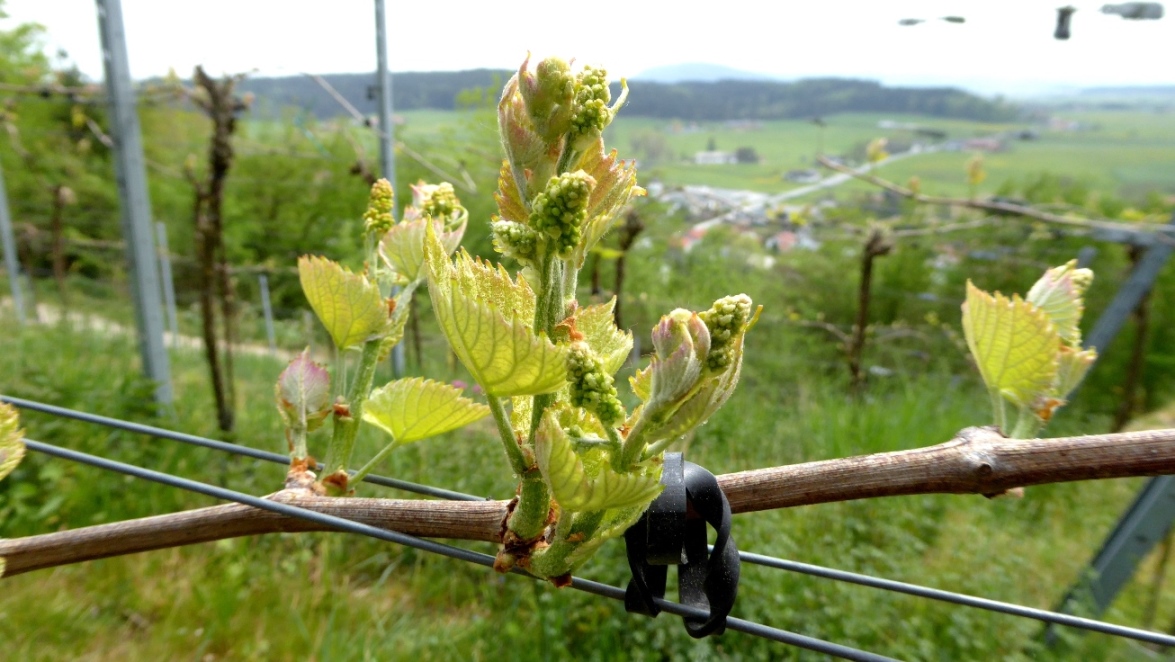 Austreibendes Geschein