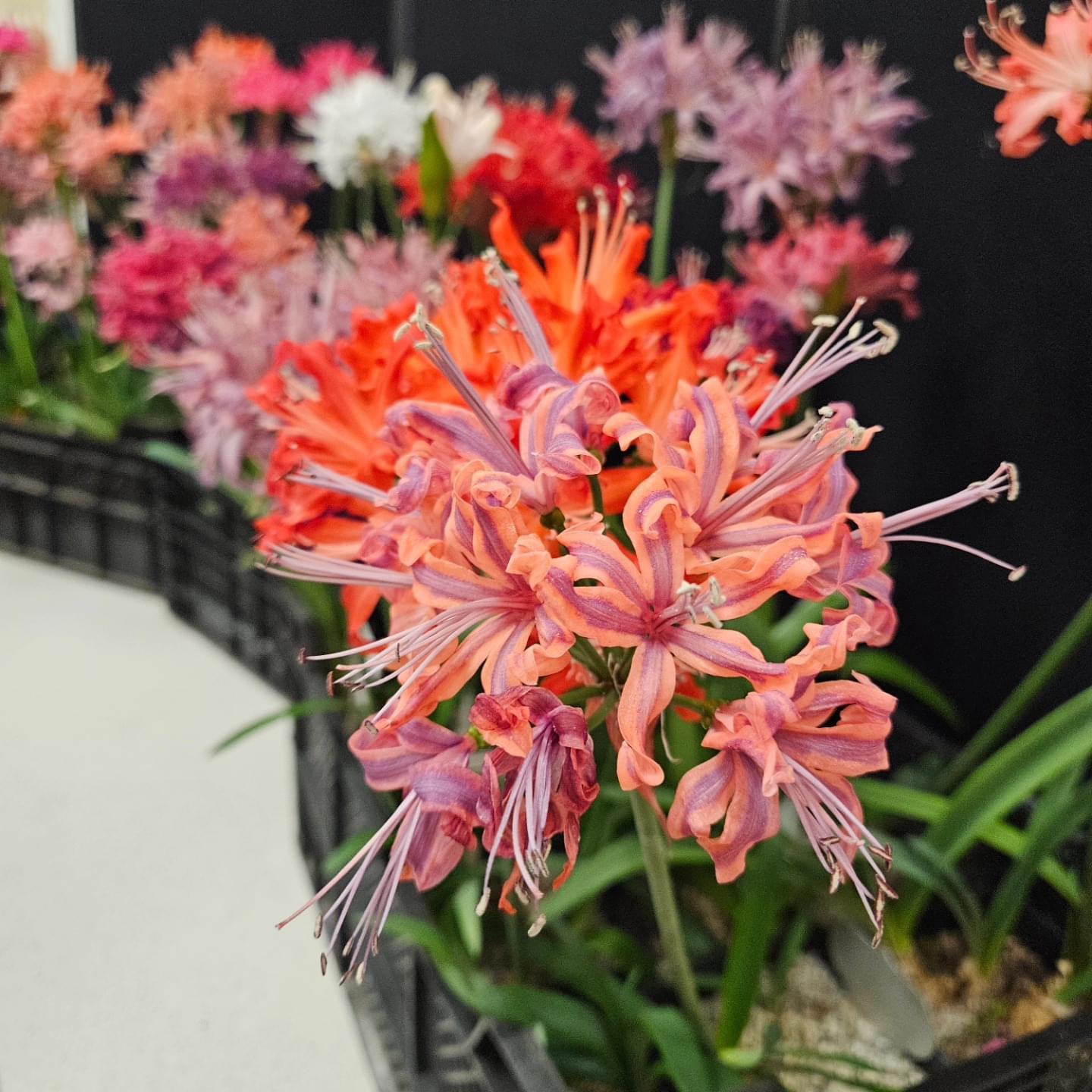 ... from Exbury by Theo