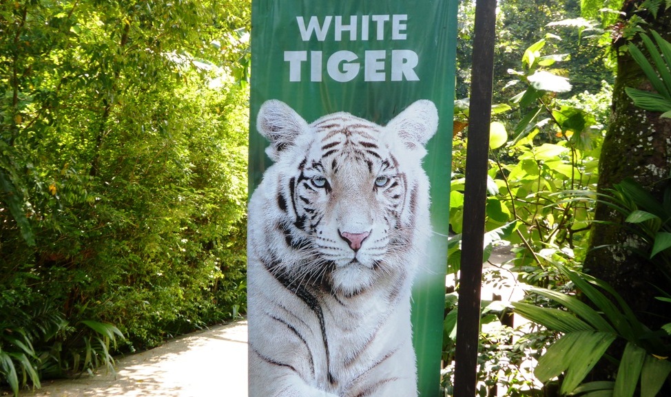 Die Attraktion - der weiße Tiger 