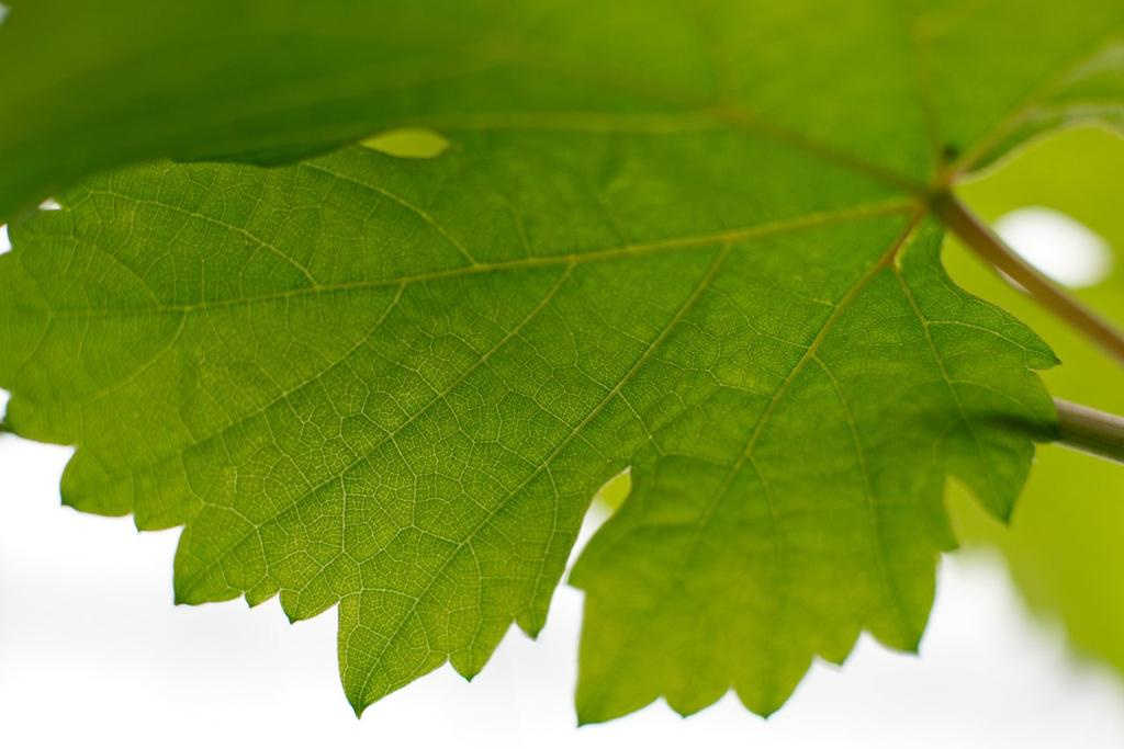 La vigne est une plante modèle pour tester les systèmes de défense des plantes (SDN)